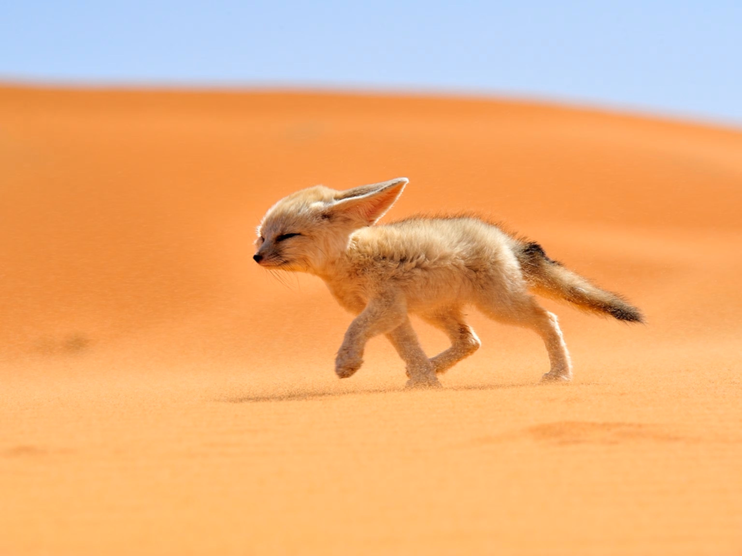 Fennec Fox