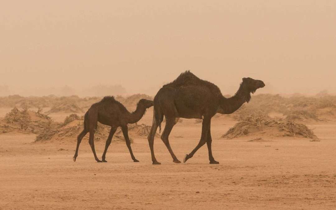 Camel in the Sahara